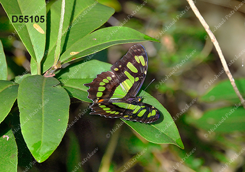 Malachite Butterfly (Siproeta stelenes)